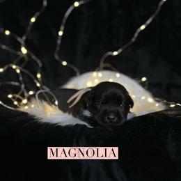 Magnolia - Black female Dilute Retriever puppy in Forest City, Iowa from Helm Labs