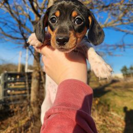 Dash - Piebald male Dachshund puppy in Cedarcreek, Missouri from Cedarcreek Dachshunds