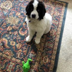 Landseer (European Continental Type) Puppies from Pacific Seaport Landseers