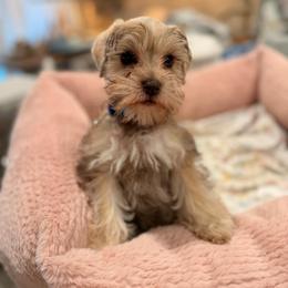 Nico - Liver male Miniature Schnauzer puppy in Orange City, Florida from Xaysha’s Miniature Schnauzers