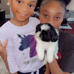 Shih Tzus and Yorkshire Terriers from Real life Teddybears