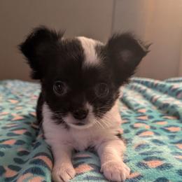 Oreo - Black and white male Chihuahua puppy in Amity, Pennsylvania from Baxters Chihuahuas