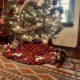 Miniature Australian Shepherd and Toy Australian Shepherd Puppies from Fireside Toy & Mini Aussies