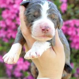 Cypress - Merle female Bernedoodle puppy in Folsom, Louisiana from DoodlesFarmCo