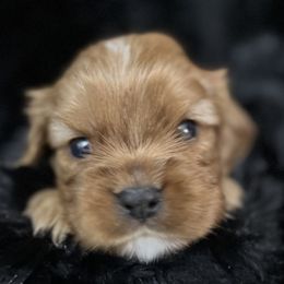 Gilligan - Ruby male Cavalier King Charles Spaniel puppy in Queen Creek, Arizona from Andresen's Cavaliers