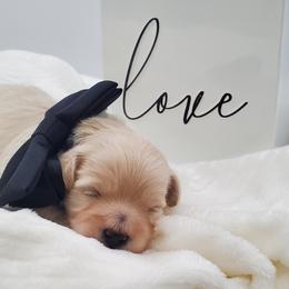 Mr. Black - Apricot male Schnoodle puppy in Leitchfield, Kentucky from Eveleigh Acres Puppies
