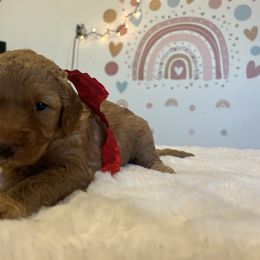 Assorted Doodle Crosses and Golden Aussiedoodle Puppies from Maria's Pups