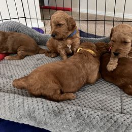 Goldendoodle Puppies from GG's Doodles