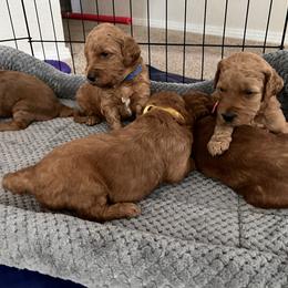 Goldendoodle Puppies from GG's Doodles