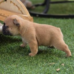 Fawn boy - Fawn male French Bulldog puppy in Polk City, Florida from Best Friend Frenchies, LLC