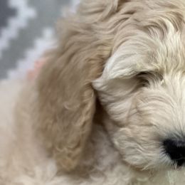 Boy 1 - Fawn and white Sheepadoodle puppy in Franklin, Texas from Cross Doodles