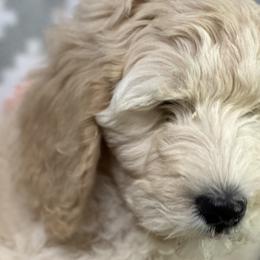 Boy 1 - Fawn and white Sheepadoodle puppy in Franklin, Texas from Cross Doodles