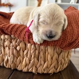 Dark pink - Cream female Goldendoodle puppy in Brooksville, Florida from Abby’s Standard Goldendoodles
