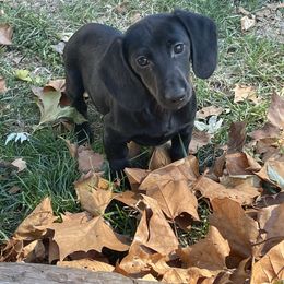 Austin - Black male Dachshund puppy in Industry, Illinois from KDKs Kennels