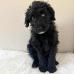 Copper - Black male Bordoodle puppy in Valley Center, California from Circle R Valley Bordoodls