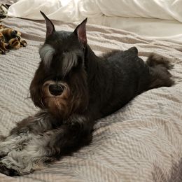 Miniature Schnauzer Puppies from Starbound Miniture Schnauzer's