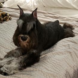 Miniature Schnauzer Puppies from Starbound Miniture Schnauzer's