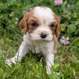 Princeton - Blenheim male Cavalier King Charles Spaniel puppy in Grantsville, Maryland from One Big Cavy Family