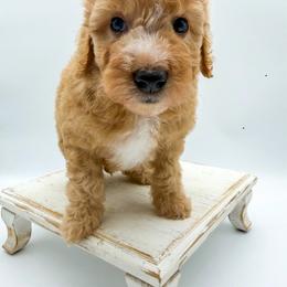 Hurricane - Red  female Goldendoodle puppy in Sunman, Indiana from Brunsman Country Doodles LLC