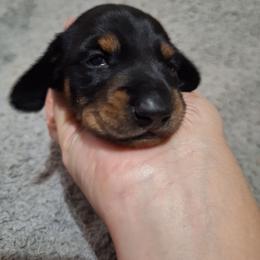 Tennessee - Black and tan male Dachshund puppy in Liberty, North Carolina from Heavenly Doxies