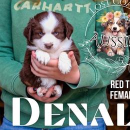 Denali - Red tri-color female Miniature American Shepherd puppy in Ferndale, California from Lost Coast Aussies