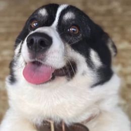 Girl 1 - female Pembroke Welsh Corgi puppy in Hawi, Hawaii from Corgis Hawaii Pleasantstone Aloha Corgis