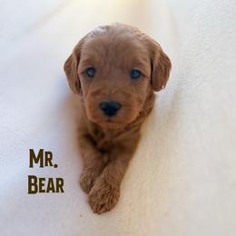 Mr. Bear - Red  male Goldendoodle puppy in Sacramento, California from Dandy Doodles Goldendoodles