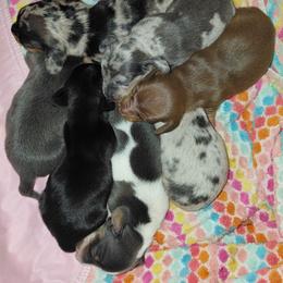 Poppy - Dapple female Dachshund puppy in Indianapolis, Indiana from wiggly weenies
