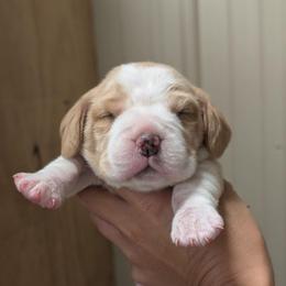Dandy - Tan and white male Beagle puppy in Baltimore, Maryland from Country Acres Farm