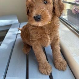 Twizzler - Goldendoodle puppy from DogHouse Doodles