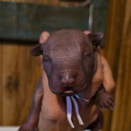 Girl 3 - Fawn female Xoloitzcuintli puppy in Ethridge, Tennessee from Royalty Reigns Xolos