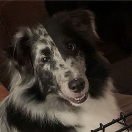 Madison - Shetland Sheepdog