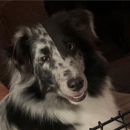 Madison - Shetland Sheepdog