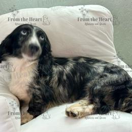 Moose - Dachshund