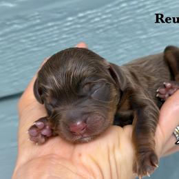Reuben - Chocolate male Cavalier King Charles Spaniel puppy in El Campo, Texas from Longhorn Cavaliers