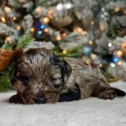 Georgia ( O'Keeffe ) - Blue merle female Aussiedoodle puppy in Davie, Florida from Miami Mini Doodles