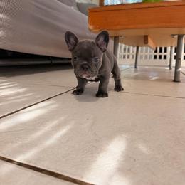 Janice - Blue female French Bulldog puppy in Florida from Doxie Rugrats