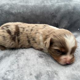 Willow - Red merle female Toy Australian Shepherd puppy in Ambrose, Georgia from Brandilyn's Aussies