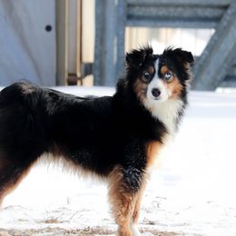 Dallas - Toy Australian Shepherd