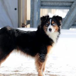 Dallas - Toy Australian Shepherd