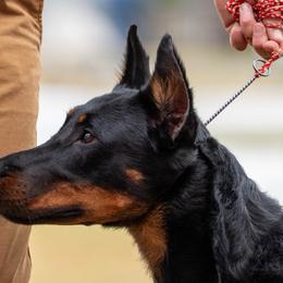Zeri - Beauceron