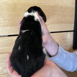 Male 3 - Black brown and white male Basset Hound puppy in Lindley, New York from Hill Top Basset Hounds & Cane Corso