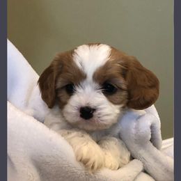 Zelda - Cavapoo