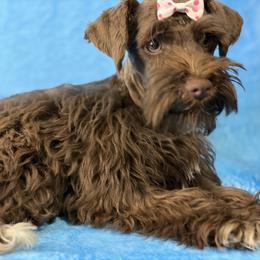Abby - Black female Miniature Schnauzer puppy in Palm Coast, Florida from Fiesta Pups