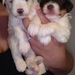Girl 1 - Wheaten female Miniature Schnauzer puppy in Bloomington, California from Michael's Minis