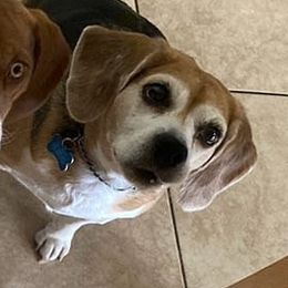 Beagles from Mountain Point Beagles