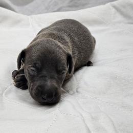 Buzz - Blue male Italian Greyhound puppy in Newalla, Oklahoma from Heartland Iggys