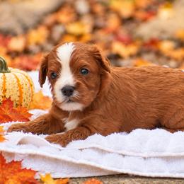 Spiffy - Red male Cavapoo puppy in Narvon, Pennsylvania from Stoltzfus Family Puppies (license number 18844)