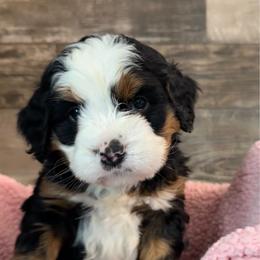 Bernedoodle puppies from FurEver Friends Finder