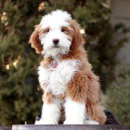 Mya - Bernedoodle